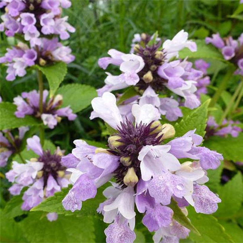 Sitzende Katzenminze Sweet Dreams - Nepeta subsessilis (Blüte)