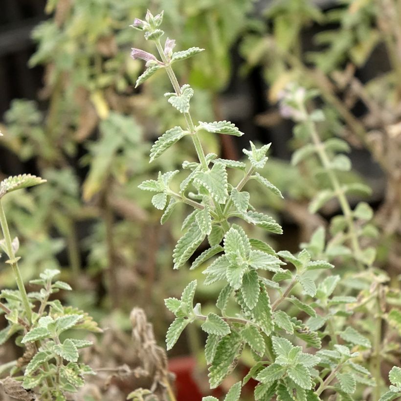 Katzenminze Dropmore - Nepeta faassenii (Laub)