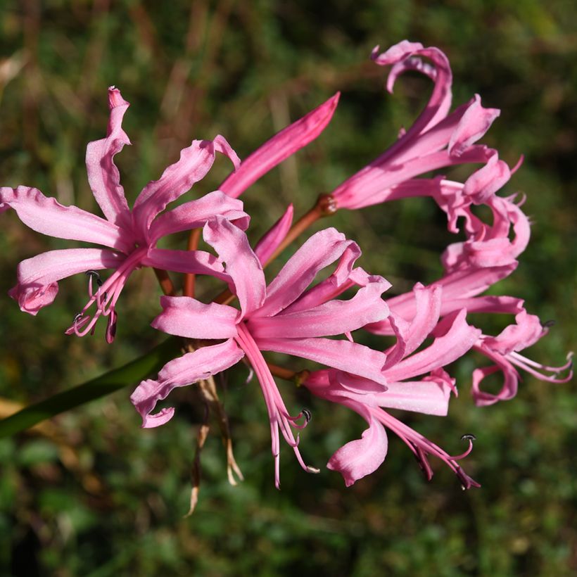 Nerine bowdenii Amandi - Guernsey-Lilie (Blüte)