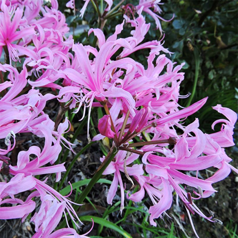 Nerine bowdenii - Guernsey-Lilie (Blüte)