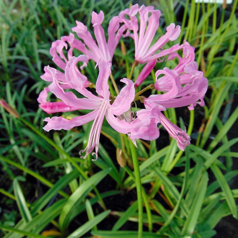 Nerine undulata - Guernsey-Lilie (Blüte)