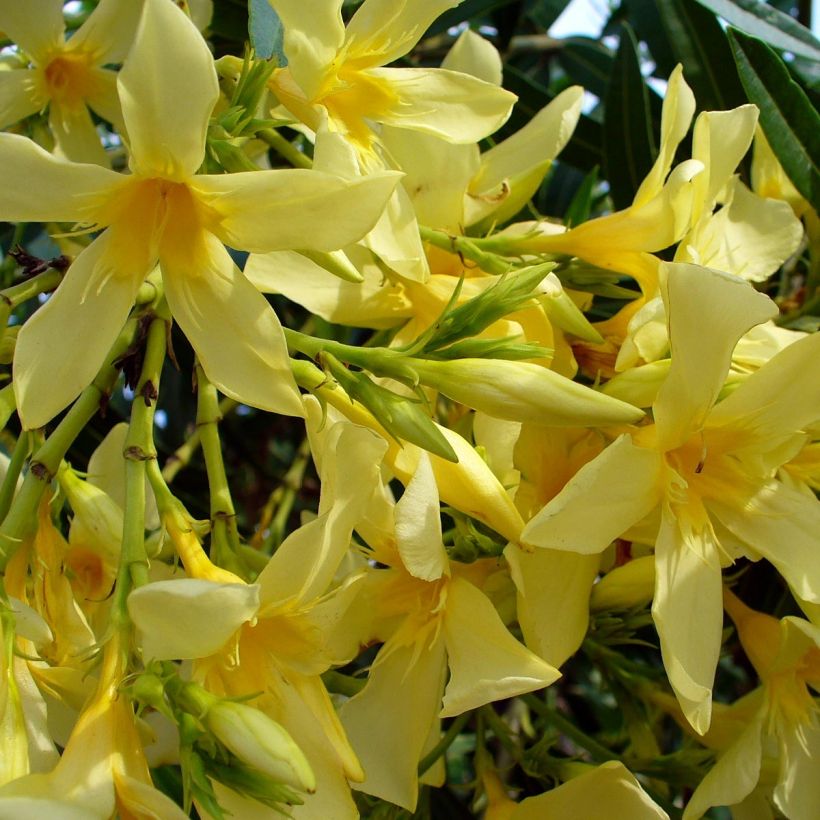 Oleander Marie Gambetta - Nerium (Blüte)