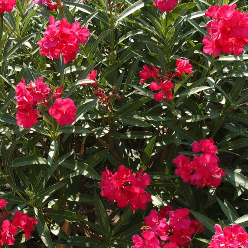 Oleander Double Red - Nerium (Blüte)