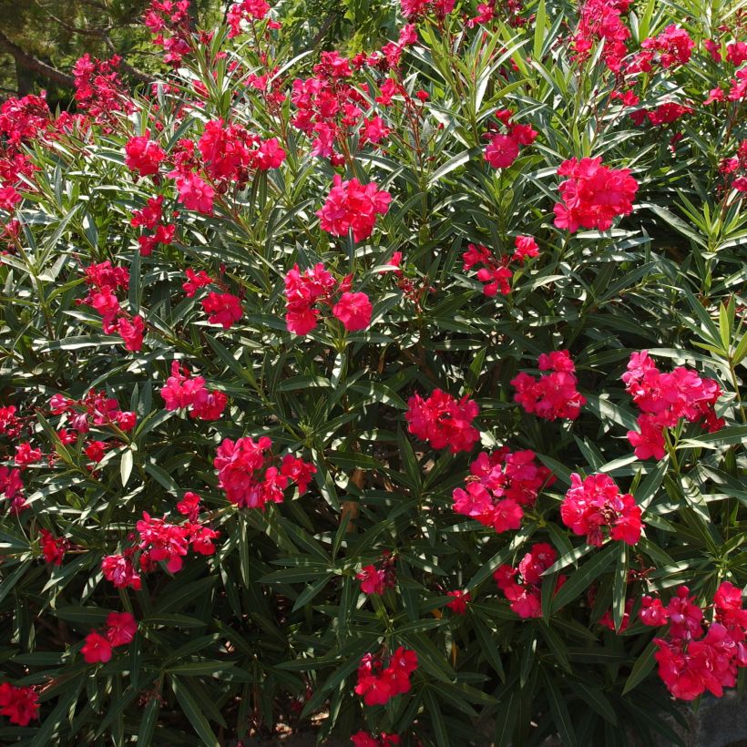 Oleander Double Red - Nerium (Hafen)