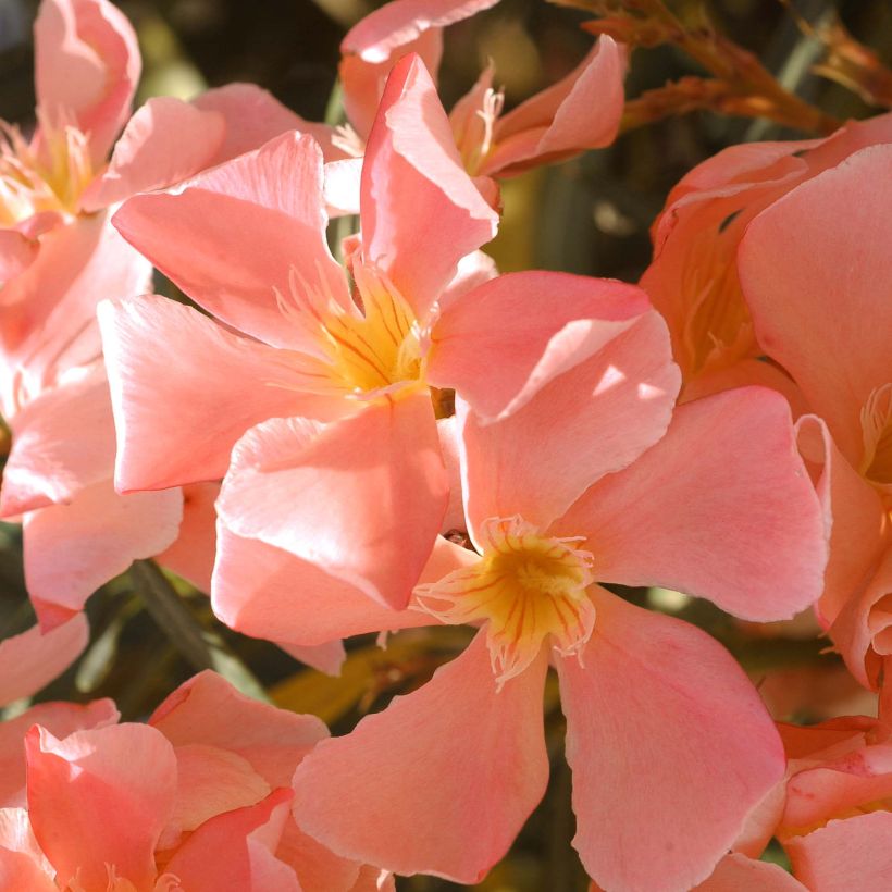 Oleander Saumon - Nerium (Blüte)