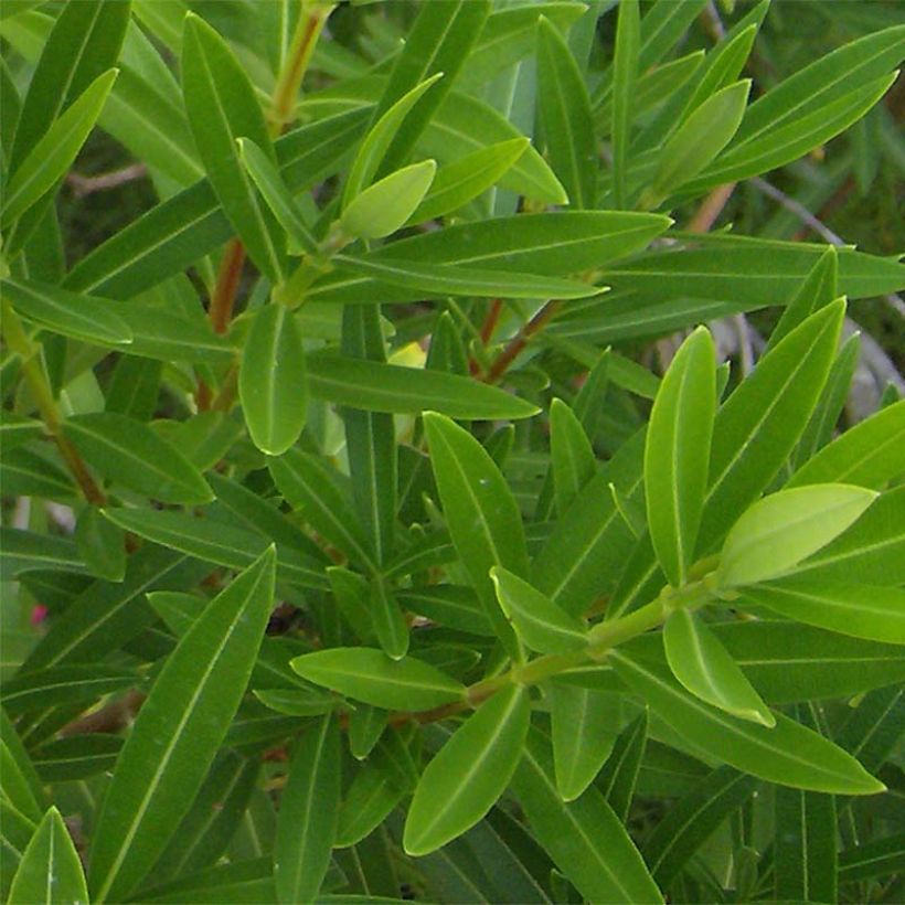 Nerium oleander - Oleander (Laub)