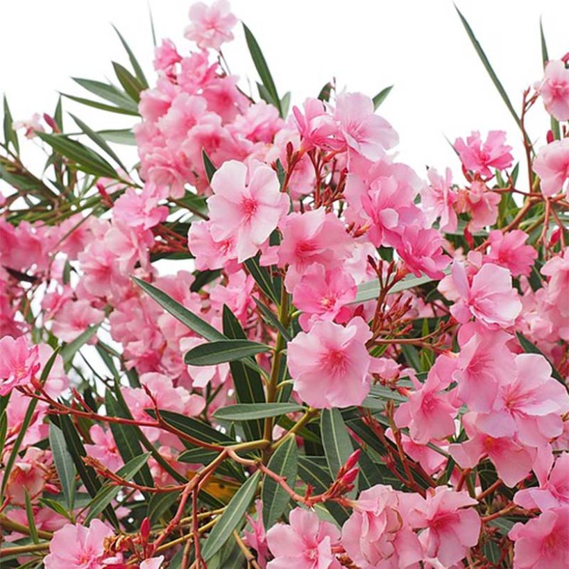 Nerium oleander - Oleander (Blüte)