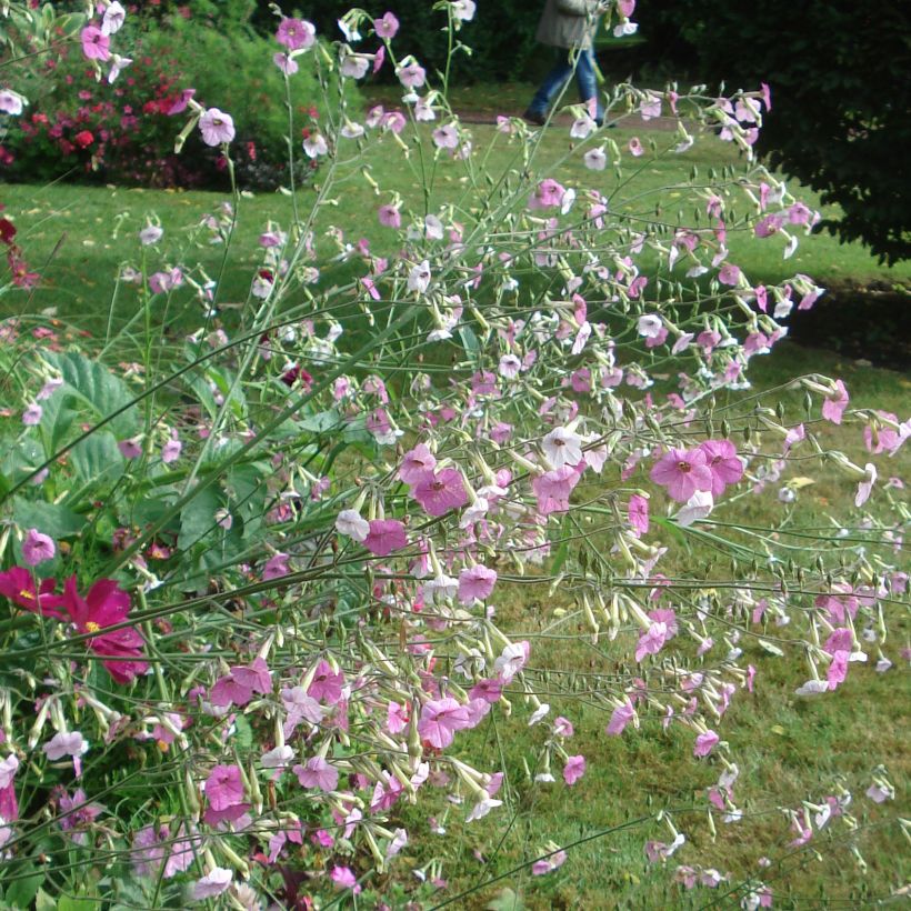 Blütentabak Marshmallow - Nicotiana mutabilis (Hafen)