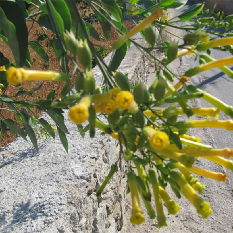 Blaugrüner Tabak - Nicotiana glauca (Blüte)