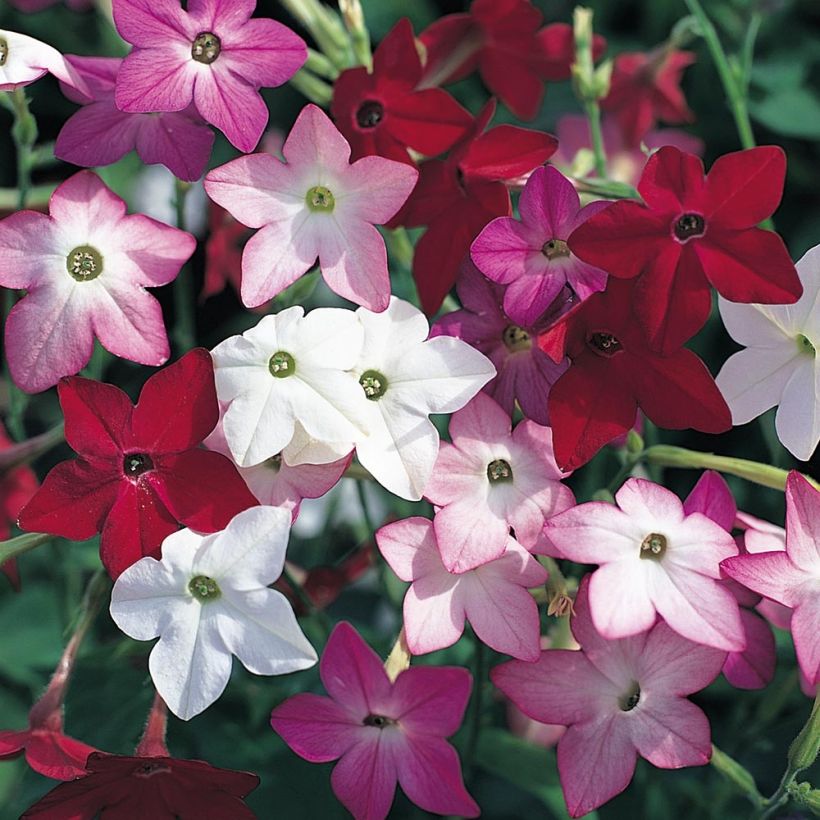 Niederer Ziertabak Perfume F1 Mix - Nicotiana (Blüte)