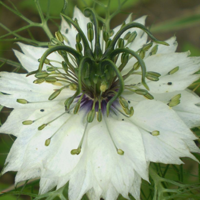 Damaszener Schwarzkümmel Miss Jekyll Alba - Nigella damascena (Blüte)