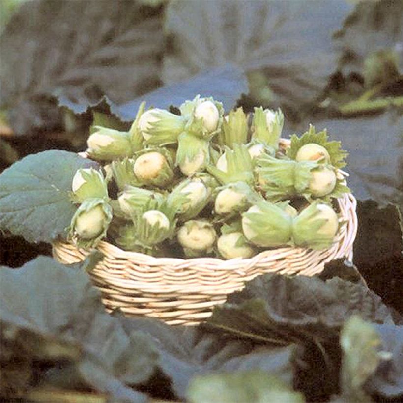 Haselnuss Fertile de Coutard - Corylus avellana (Ernte)