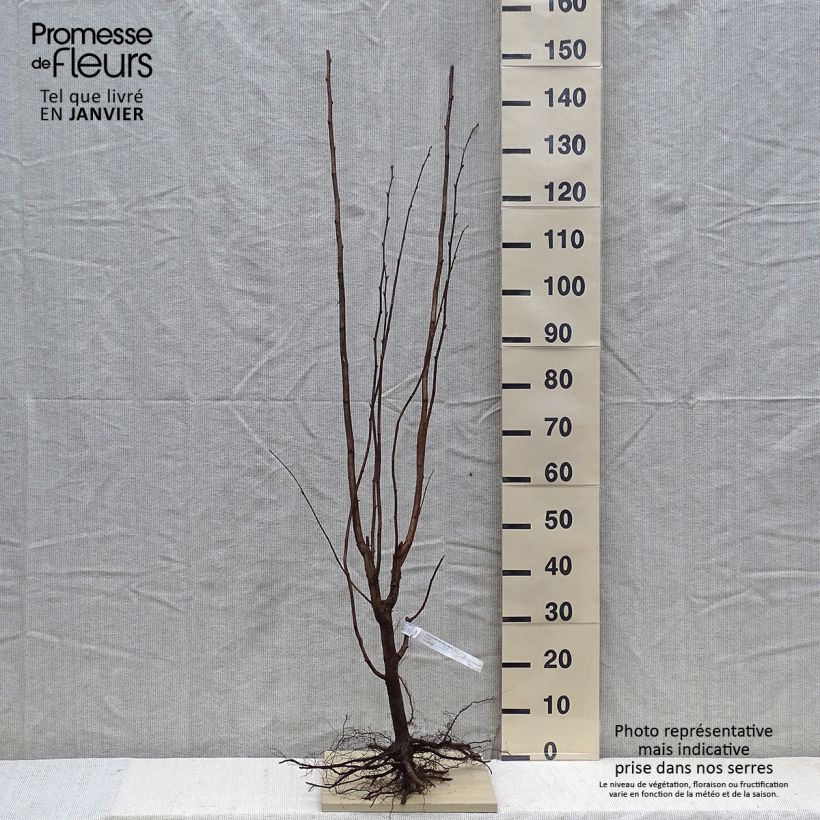 Exemplar von Noisetier Nottingham Frühe ou Pearson's Prolific en racines nues 60/80cm wie im Winter geliefert