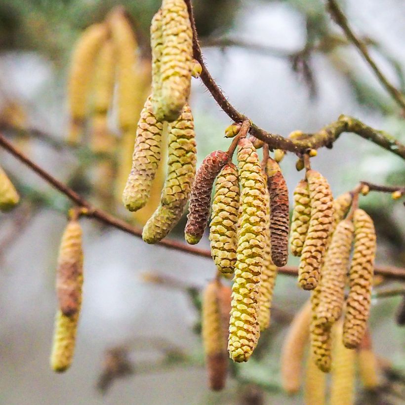 Haselnuss Longue d'Espagne - Corylus avellana (Blüte)