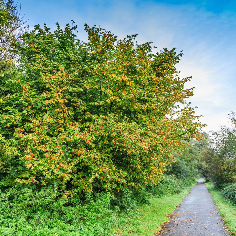 Haselnuss Longue d'Espagne - Corylus avellana (Hafen)