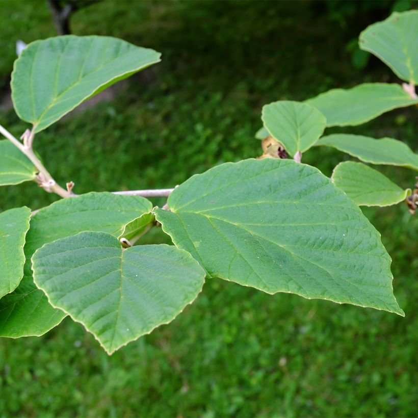 Zaubernuss Aurora - Hamamelis intermedia (Laub)