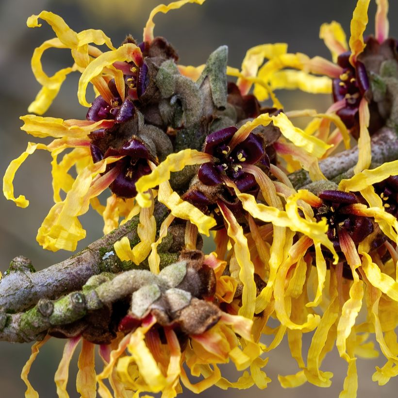 Zaubernuss Aurora - Hamamelis intermedia (Blüte)