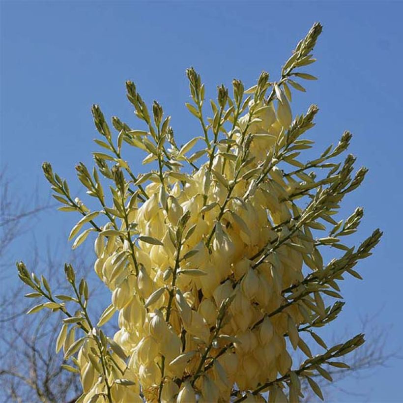 Nolina nelsonii - Flaschenbaum (Blüte)