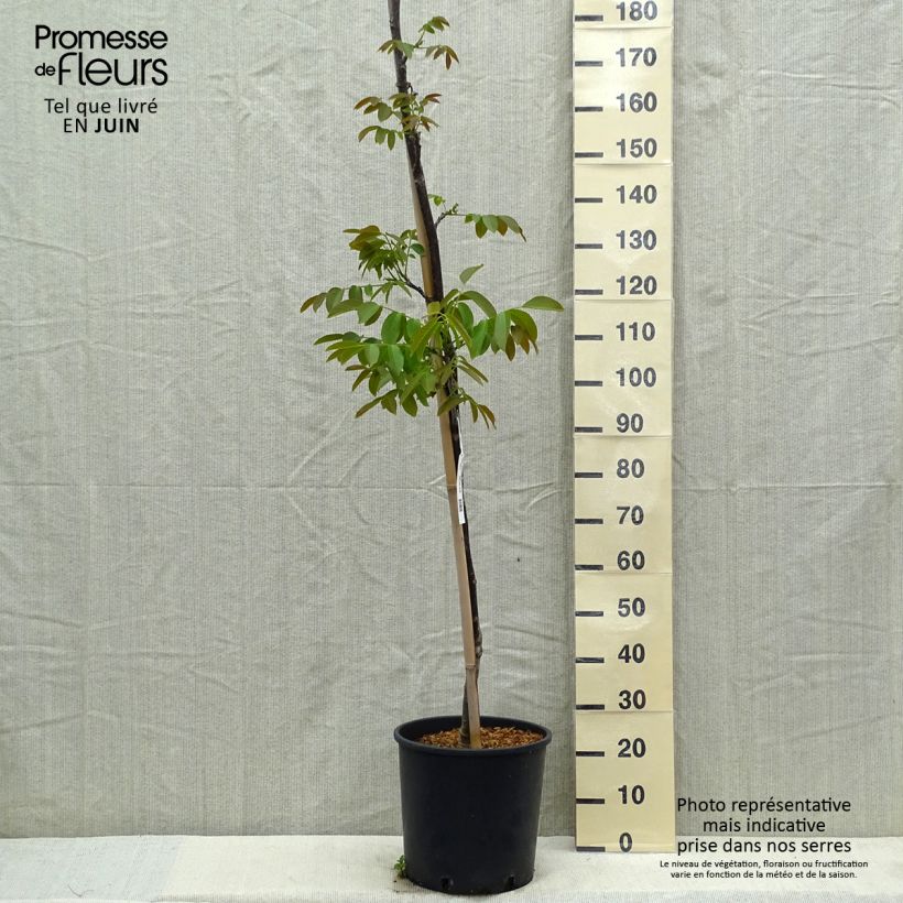 Exemplar von Walnuss Parisienne - Juglans regia Topf mit 18L/20L, StämmchenGelieferte Höhe ca. 150/175cm wie im Frühjahr geliefert