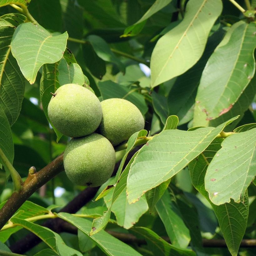 Walnuss - Juglans regia (Laub)