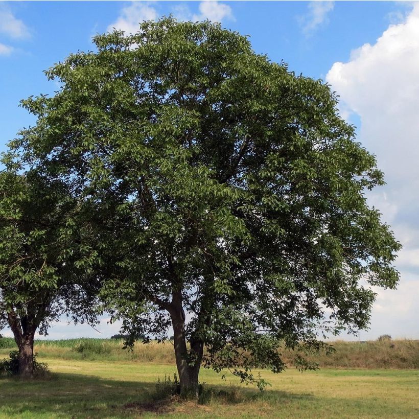 Walnuss - Juglans regia (Hafen)