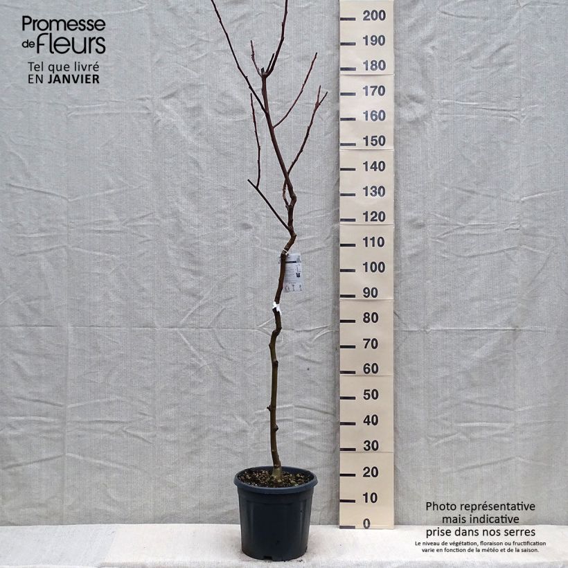 Exemplar von Noyer commun - Juglans regia Chandler Pot de 10L wie im Winter geliefert