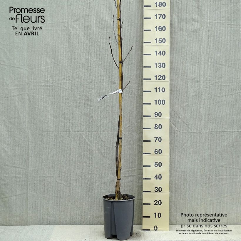 Exemplar von Walnuss Fernor - Juglans regia Topf mit 7,5L/10L, HalbstammGelieferte Höhe ca. 150/175cm wie im Frühjahr geliefert