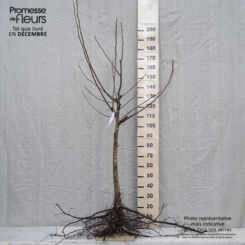 Exemplar von Walnuss - Juglans regia wie im Winter geliefert