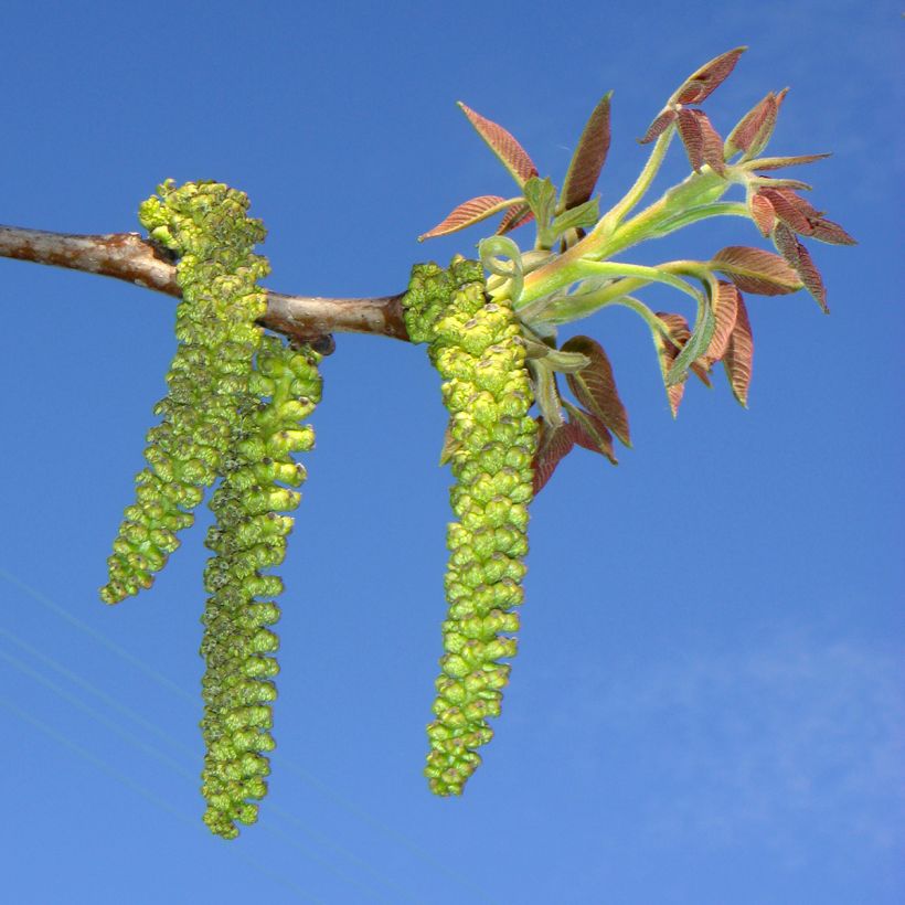 Walnuss Mayette - Juglans regia (Blüte)