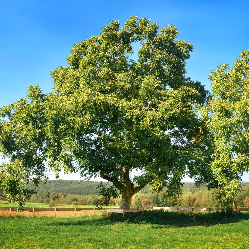 Walnuss Mayette - Juglans regia (Hafen)