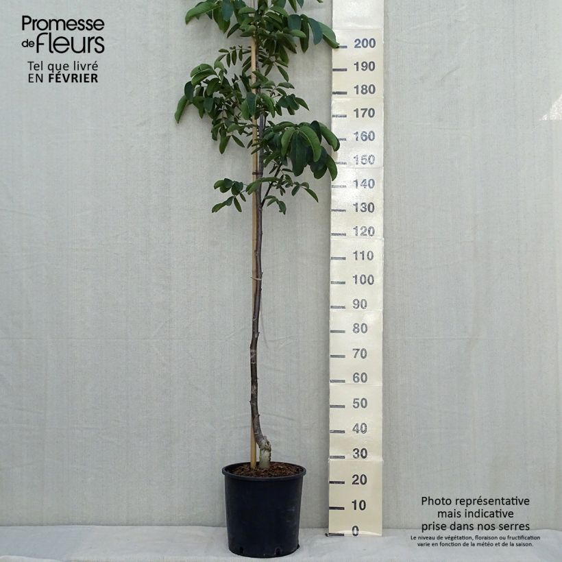 Exemplar von Noyer commun Weinsberg 1 - Juglans regia Pot de 18L/20L wie im Herbst geliefert