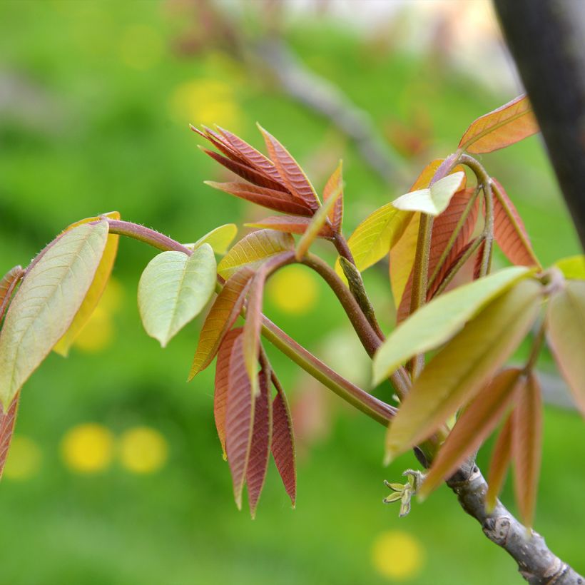 Walnuss Weinsberg 1 - Juglans regia (Laub)