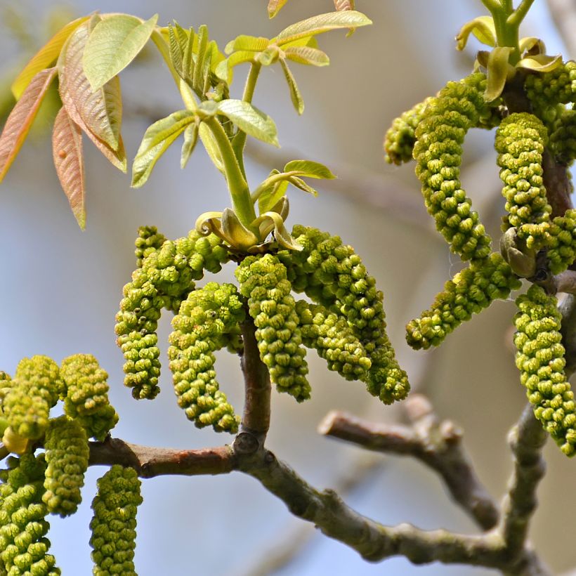 Walnuss Weinsberg 1 - Juglans regia (Blüte)