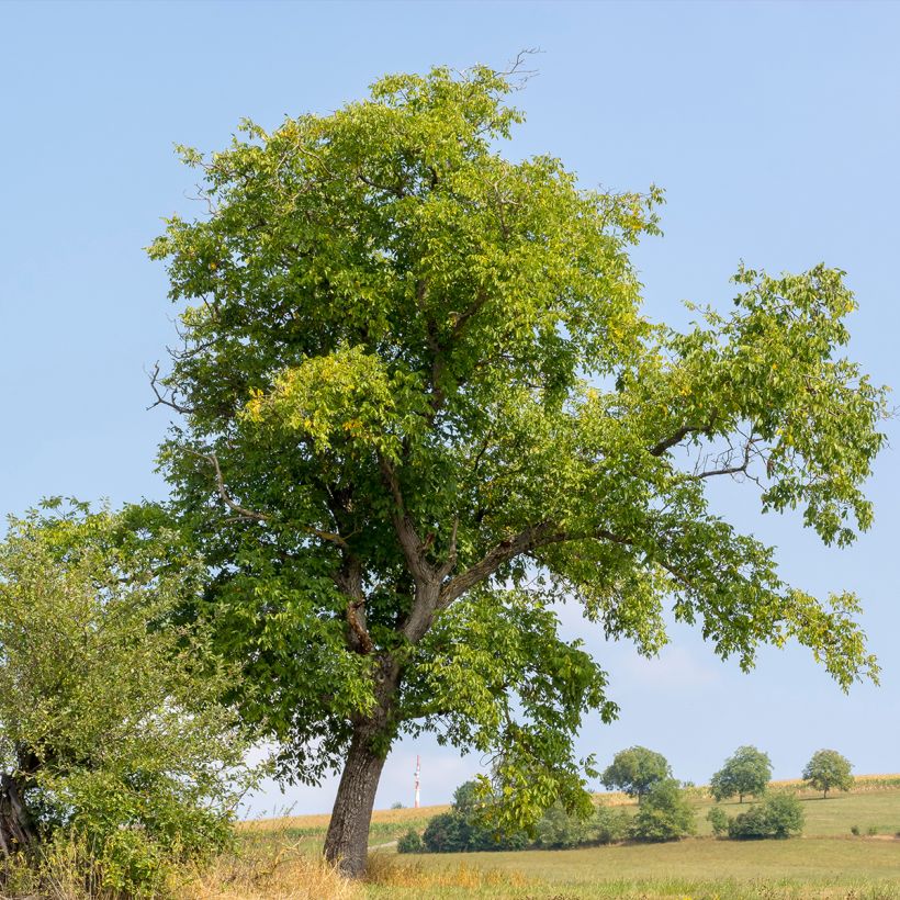 Walnuss Weinsberg 1 - Juglans regia (Hafen)