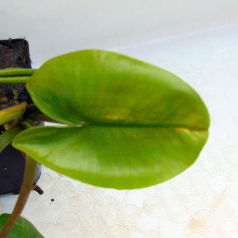 Nuphar lutea - Gelbe Teichrose (Laub)