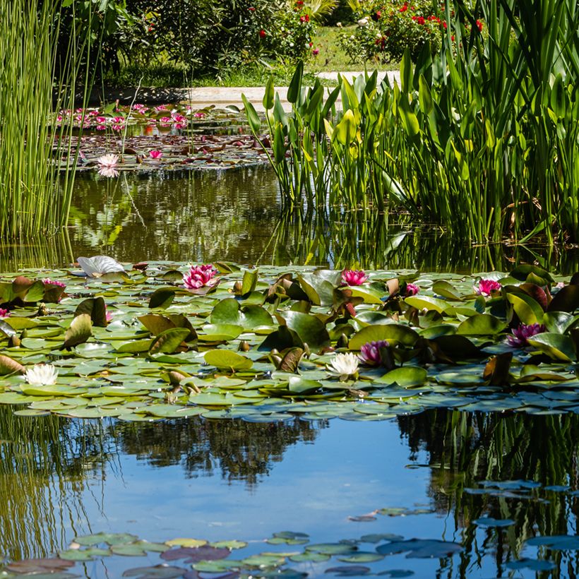 Nymphaea Attraction - Winterharte Seerose (Hafen)