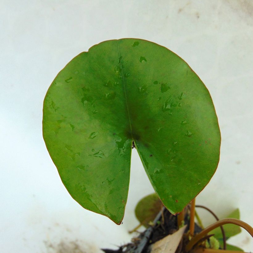 Nymphaea Aurora - Winterharte Seerose (Laub)