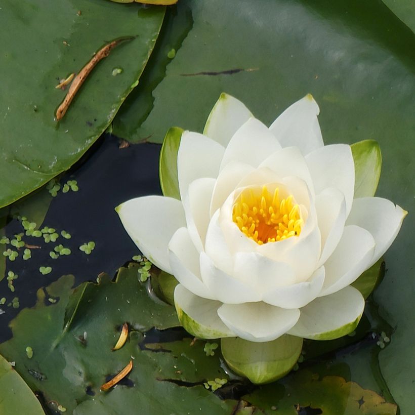 Nymphaea candida - Glänzende Seerose (Blüte)