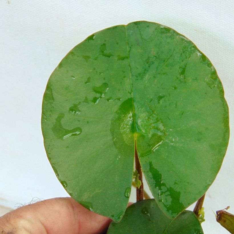 Nymphaea Fabiola - Winterharte Seerose (Laub)