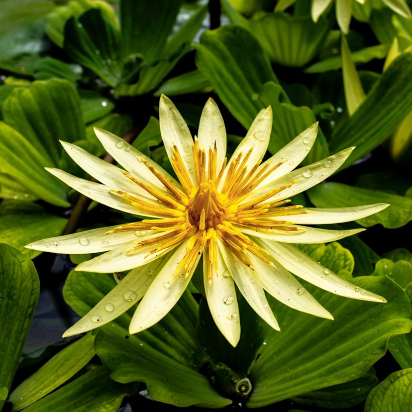 Nymphaea St. Louis Gold - Tropische Seerose (Blüte)