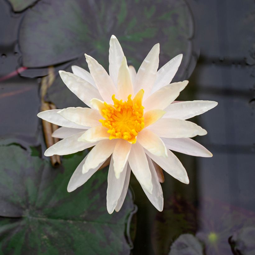 Nymphaea Starbright - Winterharte Seerose (Blüte)