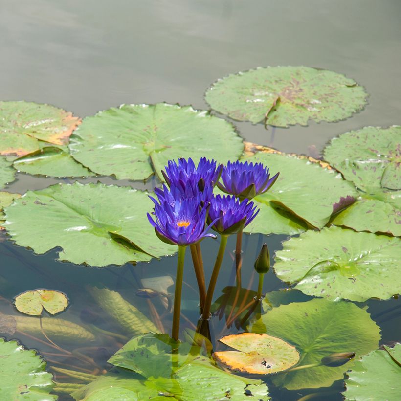 Nymphaea Tina - Tropische Seerose (Hafen)