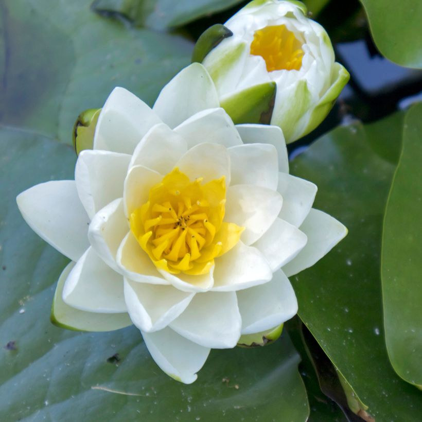 Nymphaea Virginalis - Winterharte Seerose (Blüte)