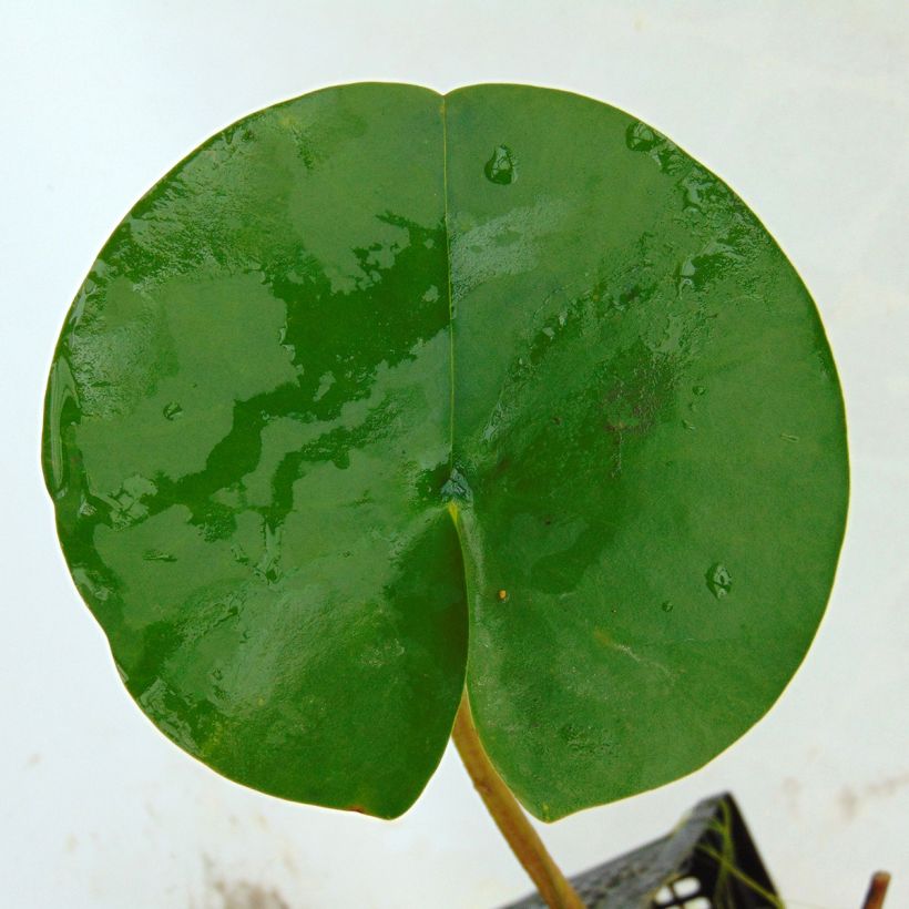 Nymphaea tetragona - Zwerg-Seerose (Laub)