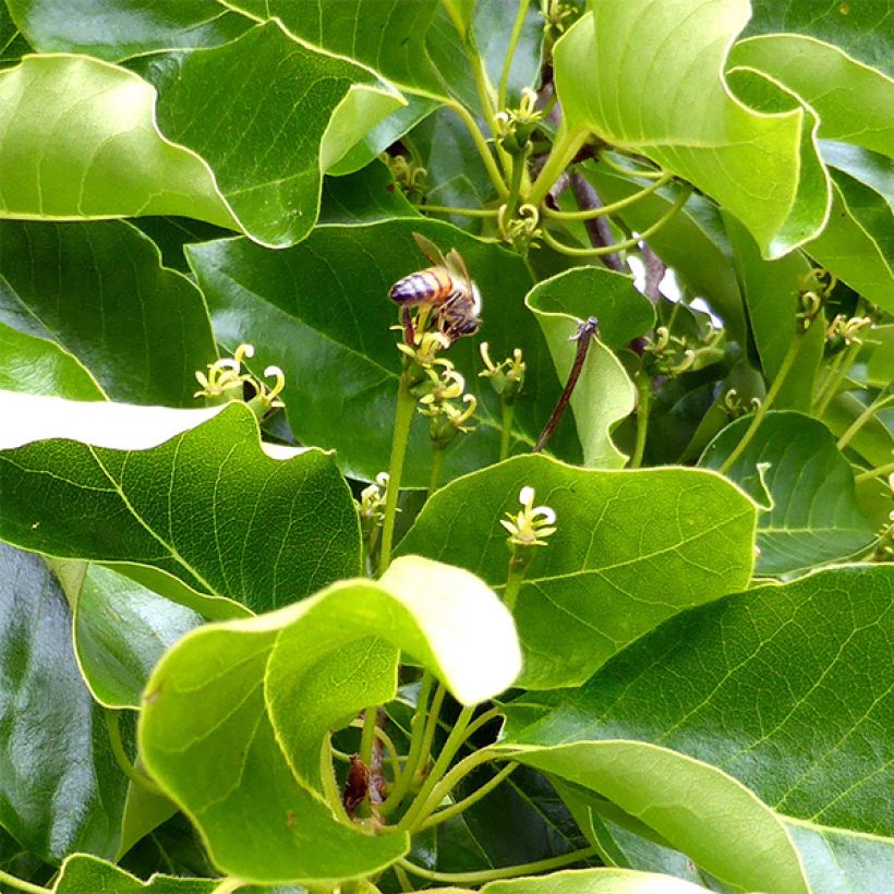 Nyssa sylvatica - Wald-Tupelobaum (Laub)