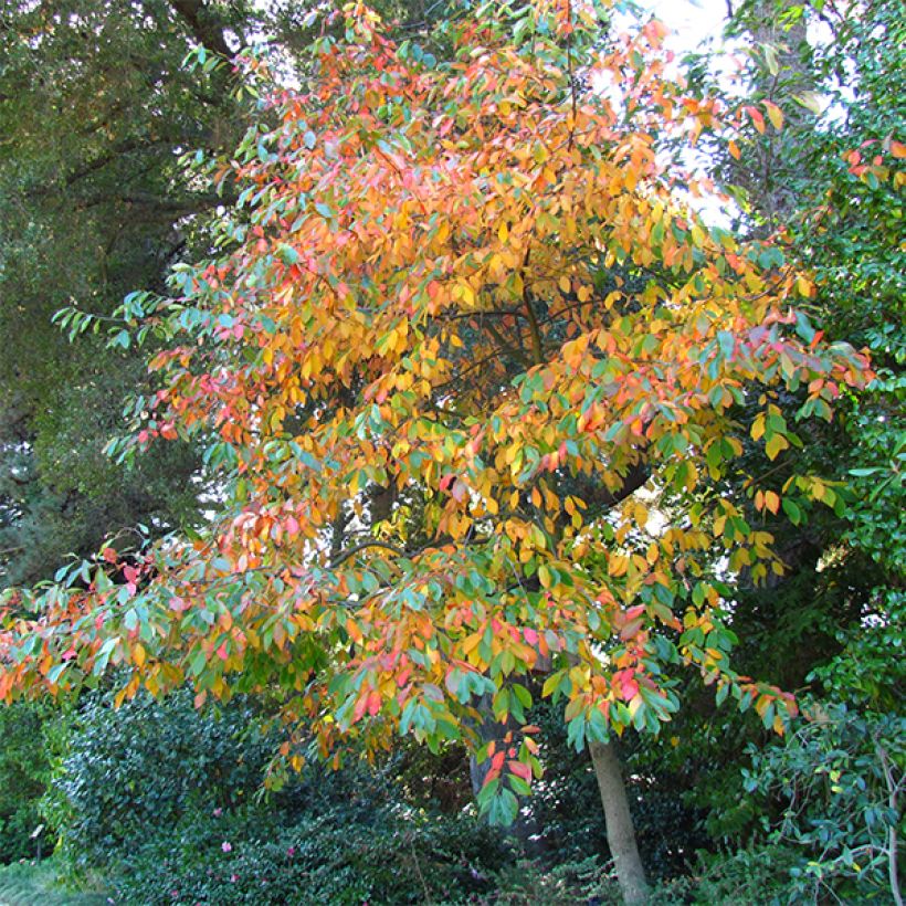 Nyssa sylvatica - Wald-Tupelobaum (Hafen)