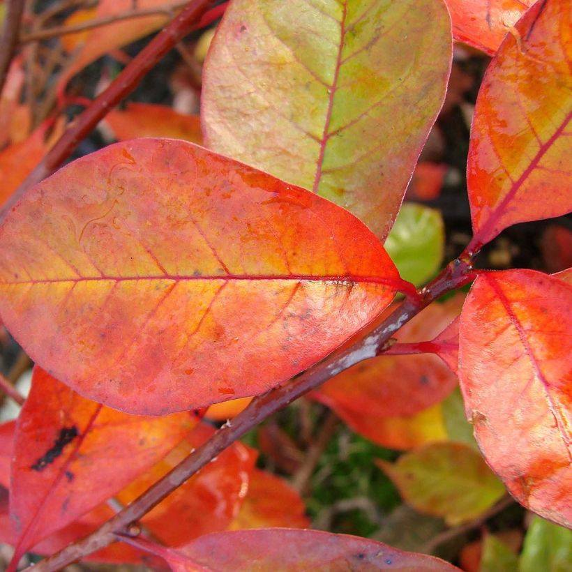 Nyssa sylvatica Autumn Cascades - Wald-Tupelobaum (Laub)