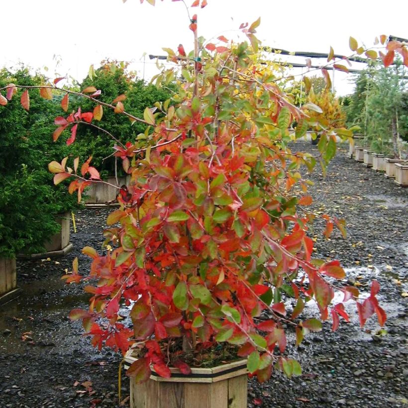 Nyssa sylvatica Autumn Cascades - Wald-Tupelobaum (Hafen)