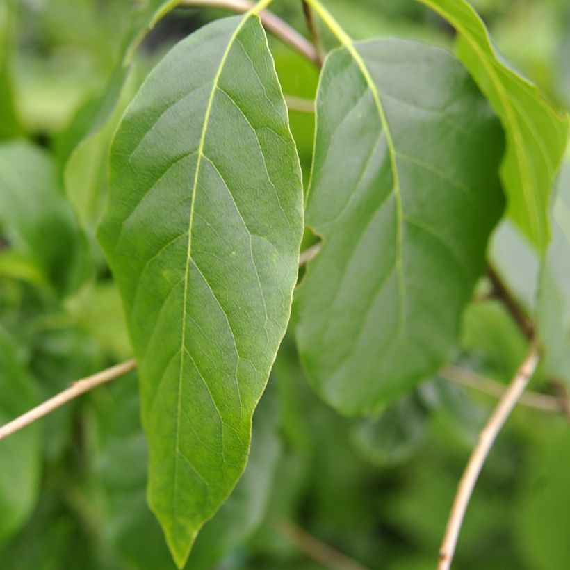 Nyssa sylvatica Red Rage - Wald-Tupelobaum (Laub)