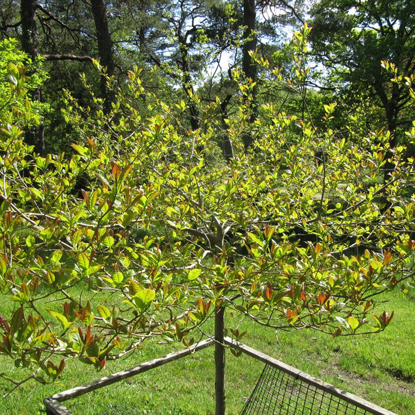 Nyssa sylvatica Red Rage - Wald-Tupelobaum (Hafen)